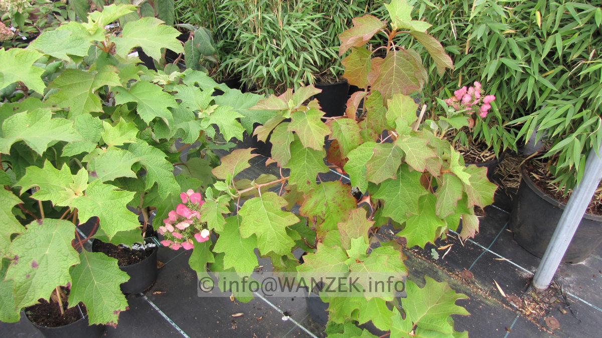 Hydrangea quercifolia 04.JPG